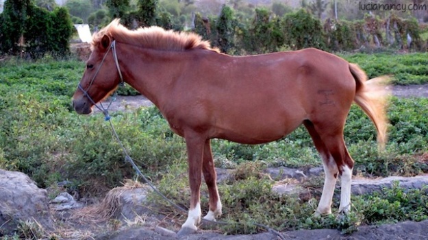 Kuda Sumbawa