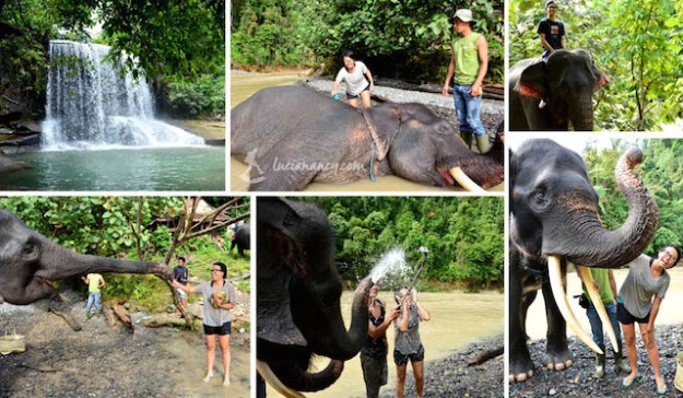 Happy time with the elephants! Senang bisa main bareng rajah di habitatnya sendiri, bukan di kebun binatang.